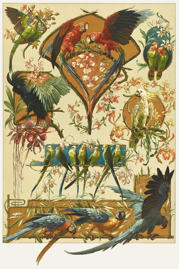 Papagáj, kakadu, makaó - Egzotikus madarak, szecessziós plakát Anton Seder   Szecesszió, Zoológia-Állatok